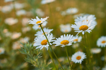 Fototapeta premium Beautiful field, meadow chamomile flowers, natural landscape. An airy artistic image.Space for copying. High quality photo