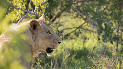 lioness in the wild of Africa
