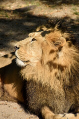 Lion , King of the jungle , Portrait Wildlife animal	
