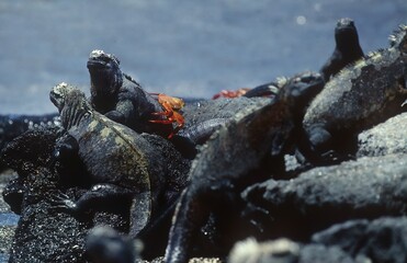 Marine iguana