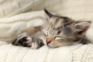 Cute kitten sleeping on white knitted blanket