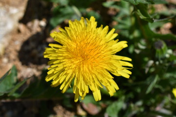 Macro of dandelion 