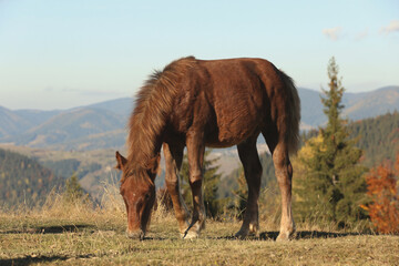 Brown horse grazing in mountains on sunny day. Beautiful pet