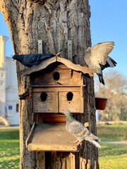 Pigeons are sitting on the roof in the dovecote. Bird feeder in the park. Wooden house for purebred pigeons.