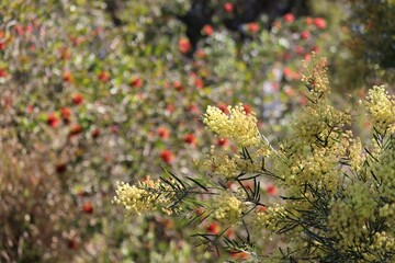 Acacia pycnantha, most commonly known as the golden wattle, in front of a red bottle brush tree.