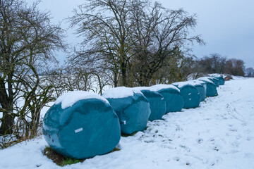 Grüne Silageballen in Plastikfolie liegen bei Neuschnee vor einer kahlen Hecke: Vorrat an Futter für den Winter