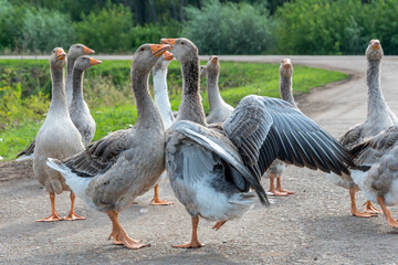 A small flock of domestic geese walks outdoors on an asphalt road. The two are dancing against each other.