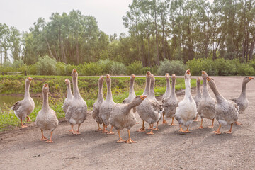 Aggressive flock of domestic geese is walking along asphalt road with their necks arched. Protection against possible external intrusion.