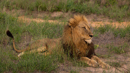 Mature male lion in the wild