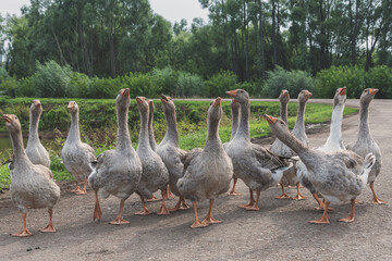 Aggressive flock of domestic geese is walking along asphalt road with their necks arched. Protection against possible external intrusion.