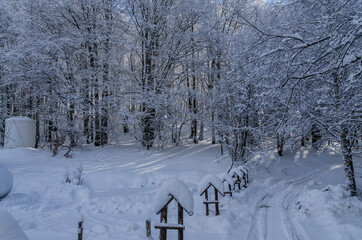 Zimowy bieszczadzki las 