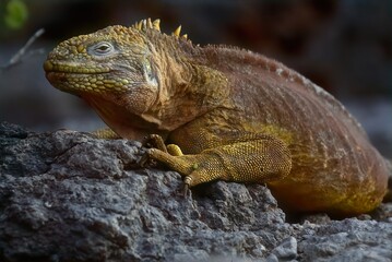 Galapagos land iguana