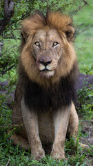 Fototapeta premium Huge male lion in the wild