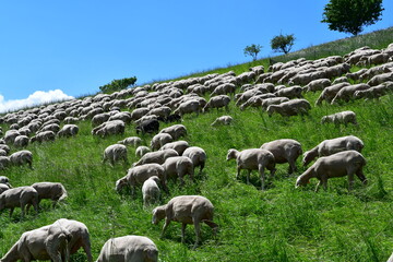 Many sheeps 
