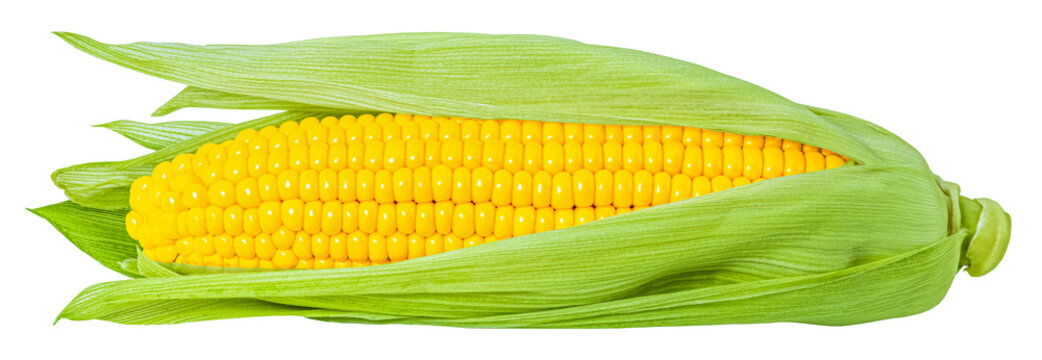 ear of corn isolated on white background