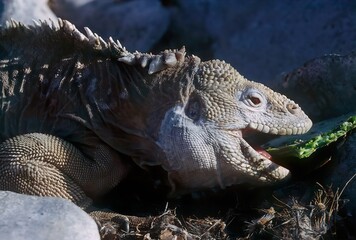 Galapagos land iguana