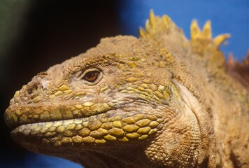 Galapagos land iguana