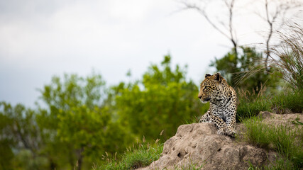 leopard on a termite mound with an injured eye