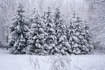 Group of spruces under thick layer of snow in forest clearing. Winter Christmas landscape.