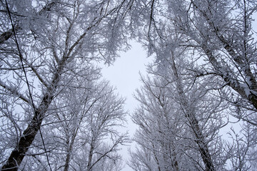 Tree tops under the snow. View from below. Cool winter backdrop with copy space.
