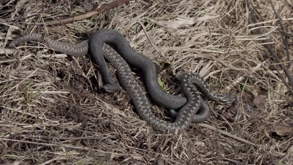 snake viper on dry grass basks in the sun