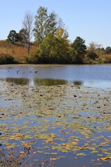 autumn landscape with lake
