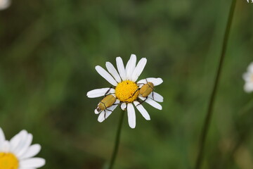 Hoplia argentea is a species of scarabaeid beetle  Swabian Alb  Germany