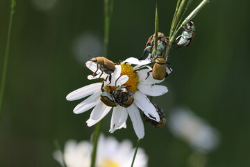 Hoplia argentea is a species of scarabaeid beetle  Swabian Alb  Germany