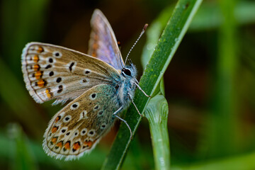 butterfly on a blade of grass. 