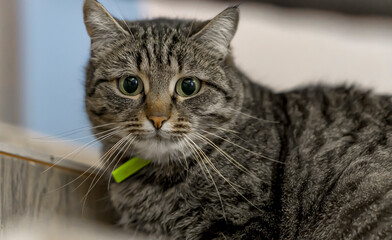 Domestic cat with green collar