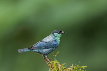 Black Capped Tanager perched in a rainforest in Ecuador