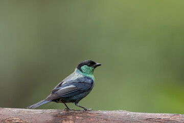 Black Capped Tanager perched in a rainforest in Ecuador