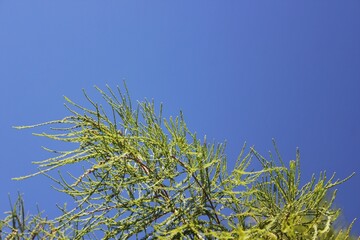 grass against blue sky