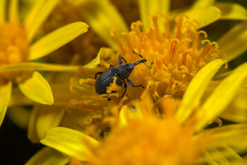 Weevil on a flower