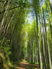 遊歩道を囲む竹林