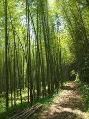 竹林の中の遊歩道
