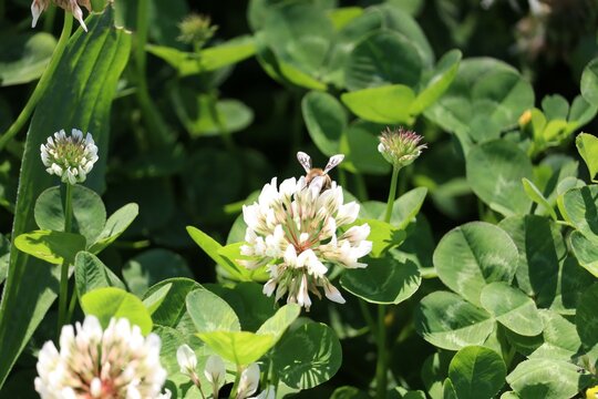 Australian bee gathering pollen from white clover flowers. A honey bee (also spelled honeybee) is a eusocial flying insect within the genus Apis of the bee clade, all native to Afro-Eurasia. 