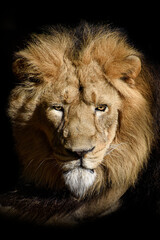 Fototapeta na wymiar Lion , King of the jungle , Portrait Wildlife animal 