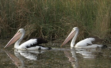 Two pelicans swimming in fresh water suburban wetlands in western sydney. Pelicans (genus Pelecanus) are a genus of large water birds that make up the family Pelecanidae