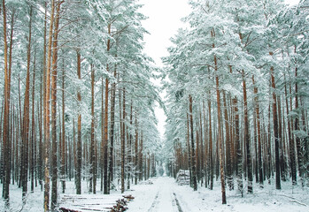 A frosty day in a snow-covered coniferous forest. Winter road through a snow-covered forest. the concept of winter recreation. winter wallpaper. The atmosphere of winter holidays. landscape