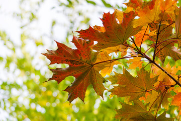 Fototapeta na wymiar The maple leaf is an autumn attraction.