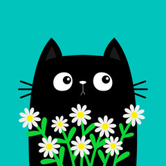 Cat kitten kitty holding daisy chamomile. Camomile flower bouquet. Happy Valentines Day. Cute cartoon kawaii funny animal. Love greeting card, tshirt print. Flat design. Blue background.