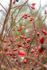 Fototapeta na wymiar Rose hip in autumn colors with dew drops