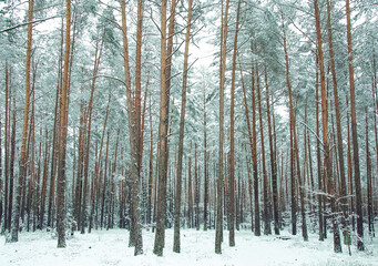 A frosty day in a snow-covered coniferous forest. Location location Caucasus Mountains, Russia, Europe. winter wallpaper. The atmosphere of winter holidays. the beauty of the winter forest.fascinating