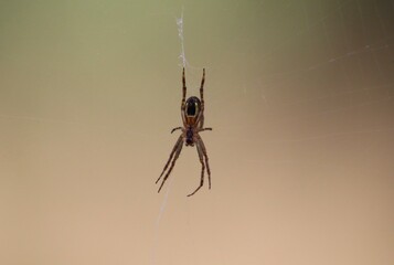 Macro image of spider in spider web in Australian bushland