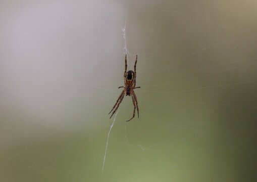 Macro image of spider in spider web in Australian bushland