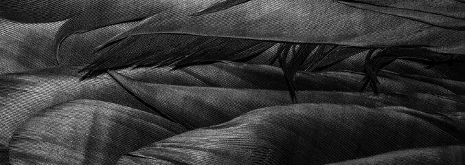 black feathers with visible details. background or texture