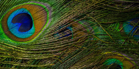 colorful feathers of a peacock. background or texture