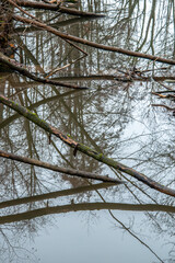 Reflections from tree trunks in the water