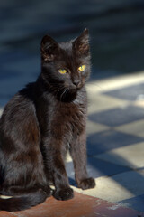 stray cats on the street of the city